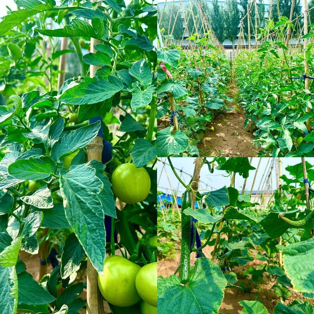 1690244325298203.jpg 640 (12).jpg